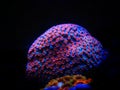 Cyphastrea is the perfect aquarium coral